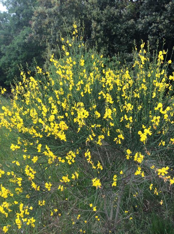 הוילה Baschi Borgo Buciardella מראה חיצוני תמונה