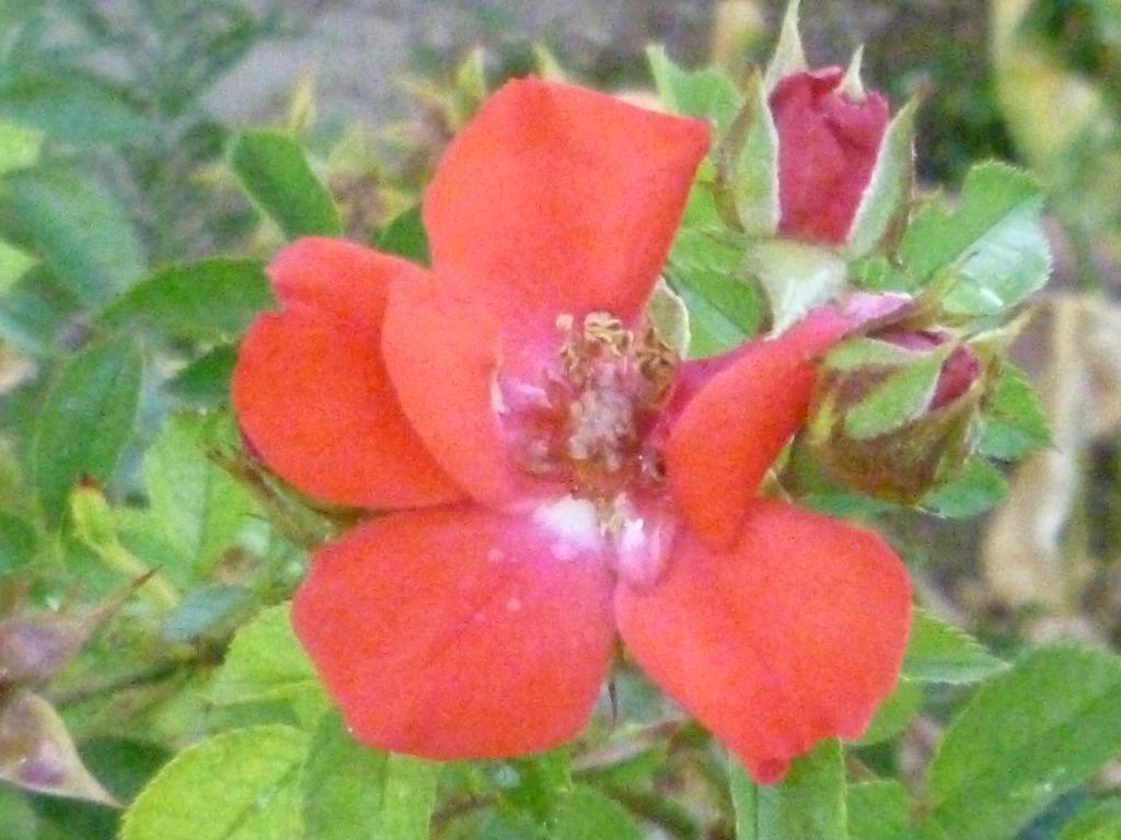 הוילה Baschi Borgo Buciardella מראה חיצוני תמונה
