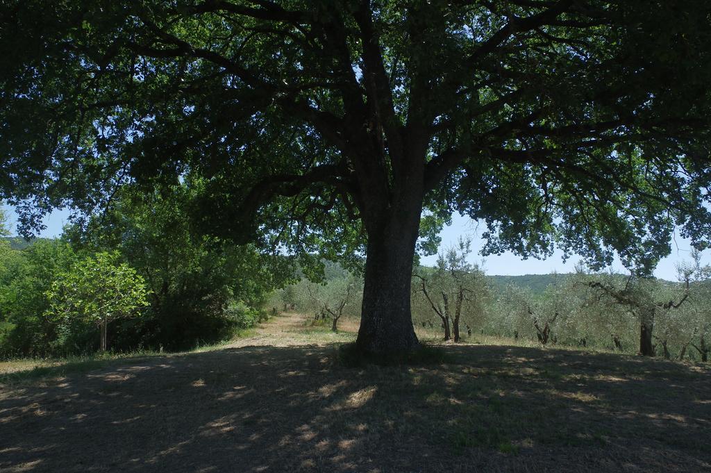 הוילה Baschi Borgo Buciardella מראה חיצוני תמונה